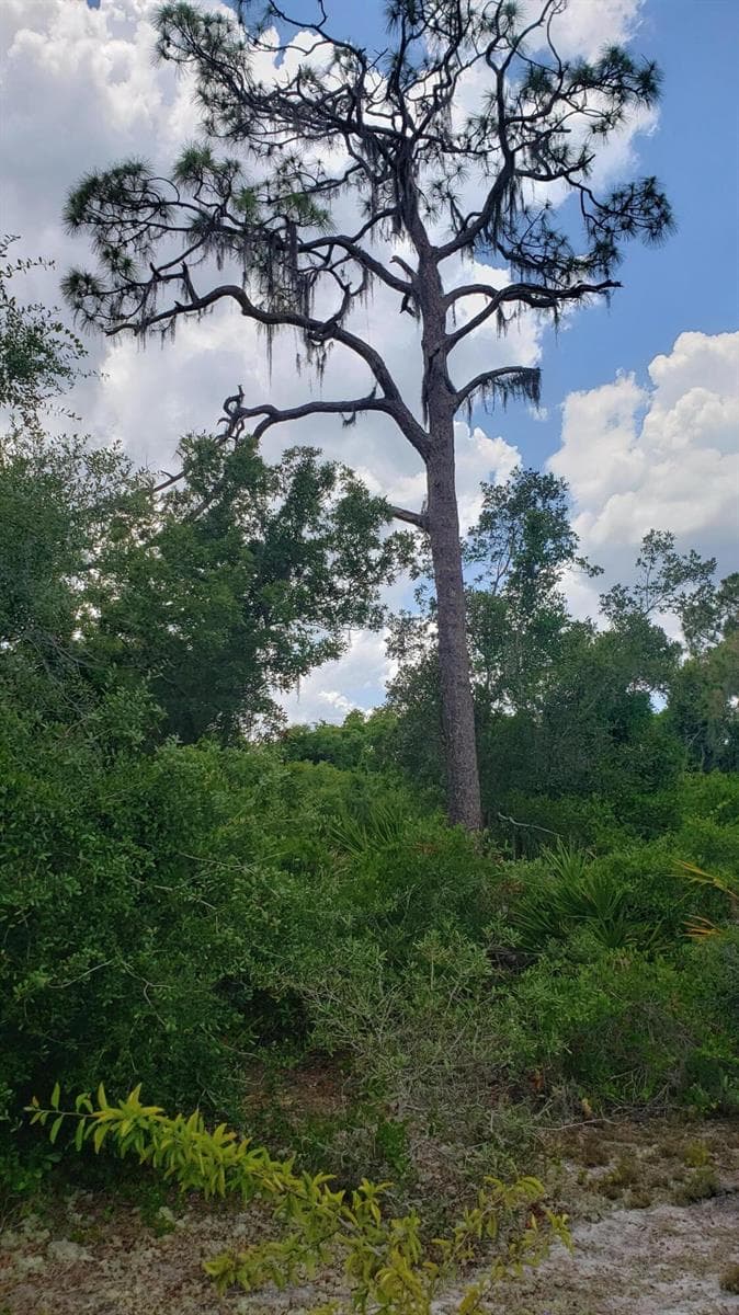 932 Island Parkway NE, Lake Placid, FL 33852 photo 6