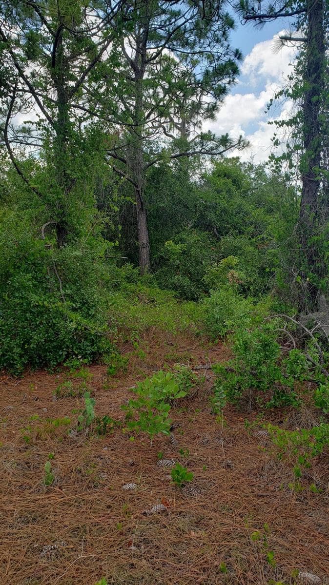 932 Island Parkway NE, Lake Placid, FL 33852 photo 7