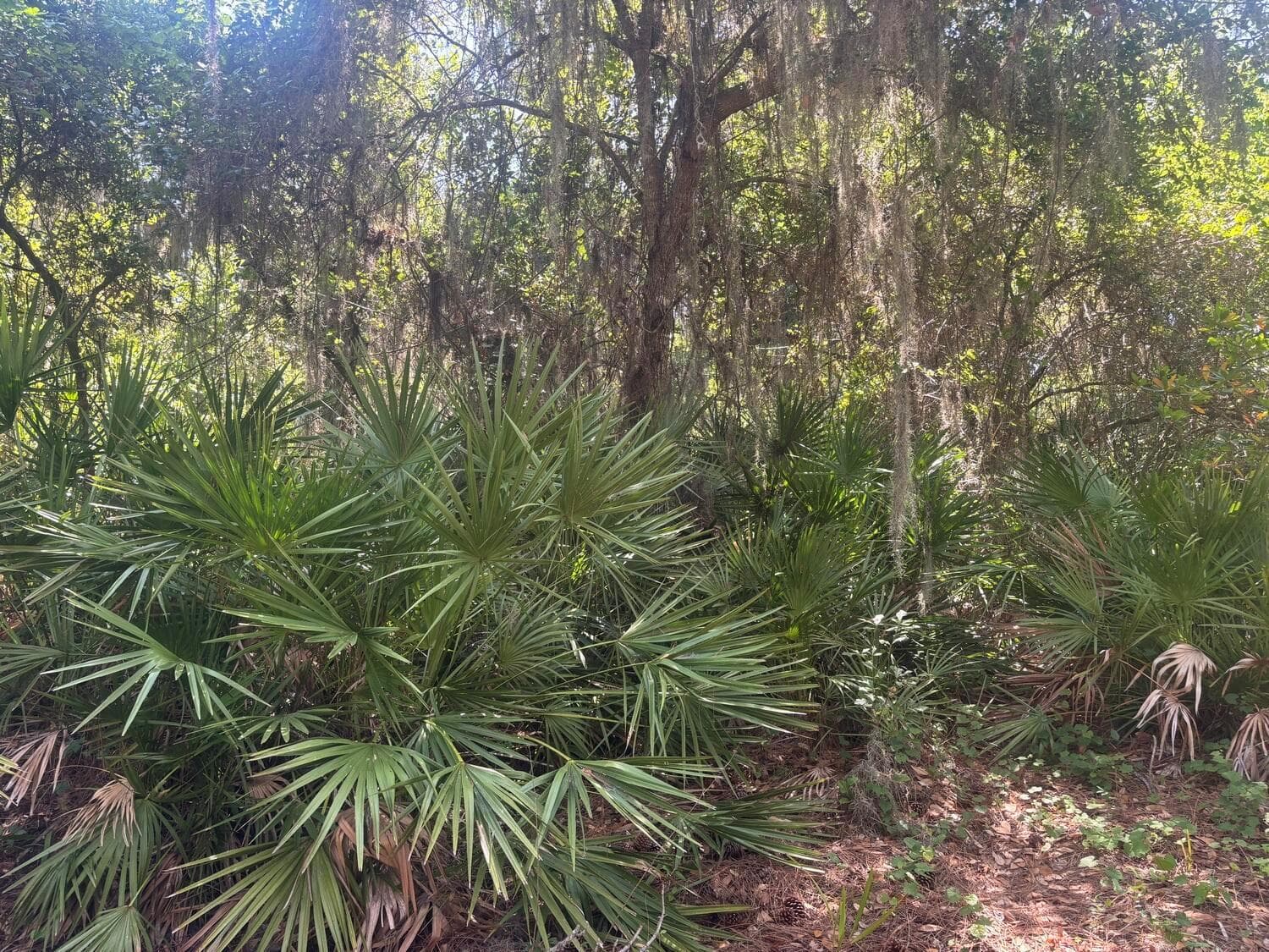 536 Bright Hill Avenue, Lake Placid, FL 33852 photo 2