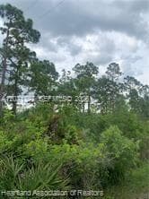 615 Wildflower Street, Lake Placid, FL 33852 photo 11