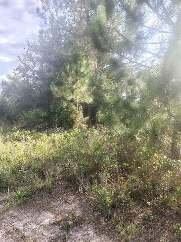 16791 NW 314th Street, Okeechobee, FL 34972 photo 3