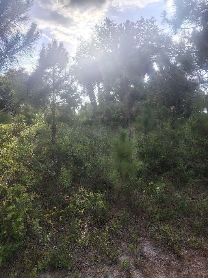 16791 NW 314th Street, Okeechobee, FL 34972 photo 5