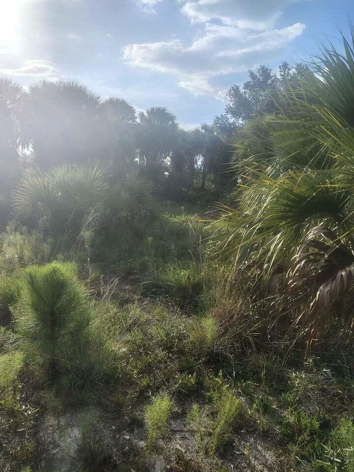 16791 NW 314th Street, Okeechobee, FL 34972 photo 8